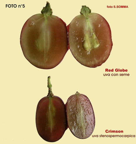 Confronto fra le dimensioni di un acino di Red Globe e un acino di uva apirena Crrimson seedless